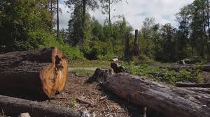 Best Root Management and Removal  in Wrightsville, GA