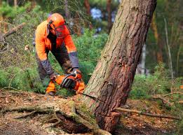 Best Tree Risk Assessment  in Wrightsville, GA