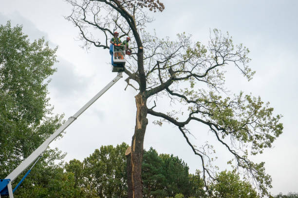 Best Tree Trimming and Pruning  in Wrightsville, GA
