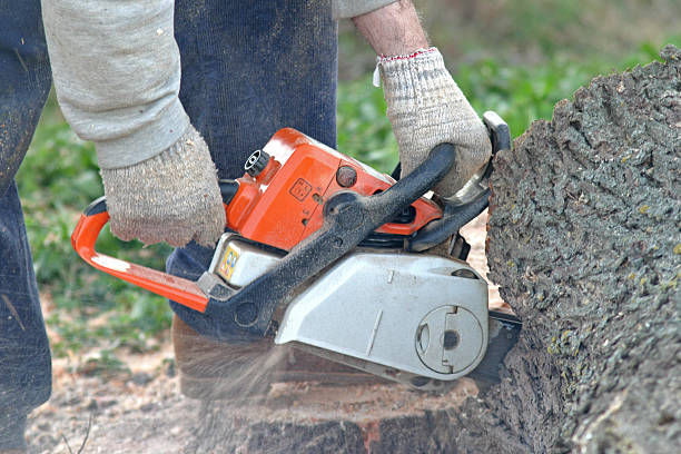 Best Tree Cabling and Bracing  in Wrightsville, GA