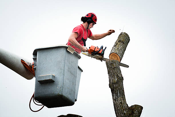 Best Firewood Processing and Delivery  in Wrightsville, GA